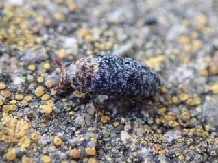 Rare ‘skin eating’ beetle found on Flat Holm